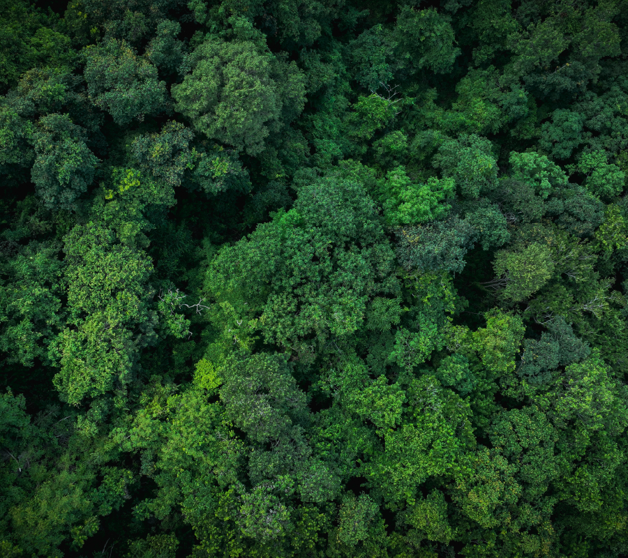Green Tree Tops